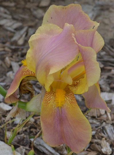 Photo of Tall Bearded Iris (Iris 'Rainbow Room') uploaded by brettbarney73