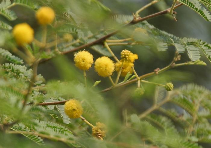 Photo of Egyptian Mimosa (Vachellia nilotica) uploaded by robertduval14