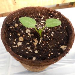 Location: NE Washington, Zone 5b
Date: 3/26/14
2 week old seedling in 3-inch peat pot