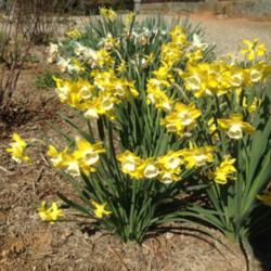 Location: ‘Narcissus Intrigue’   Pine View Cemetery, Nevada City, CA.
Date: 2014-03-22