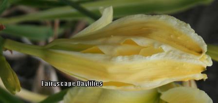 Photo of Daylily (Hemerocallis 'Twirling Parasol') uploaded by Joy