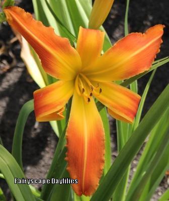 Photo of Daylily (Hemerocallis 'Orange Clown') uploaded by Joy