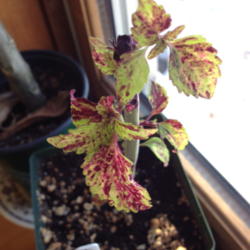 Location: Litchfield, NH
Date: 2014-03-09
Overwintered plant - window grown