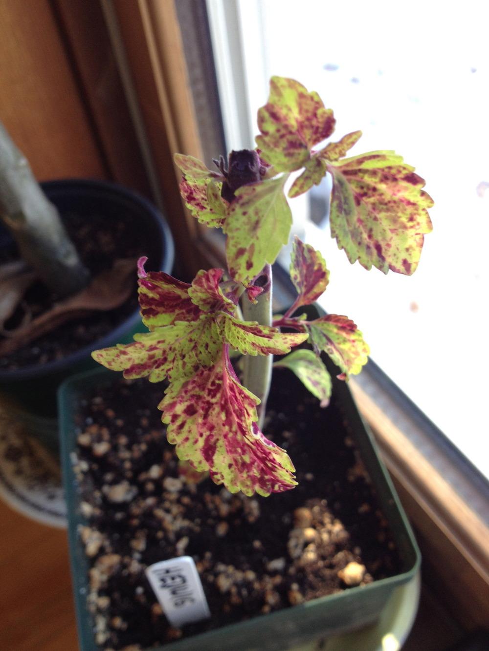Photo of Coleus (Coleus scutellarioides 'Hedwig') uploaded by NHJenDion