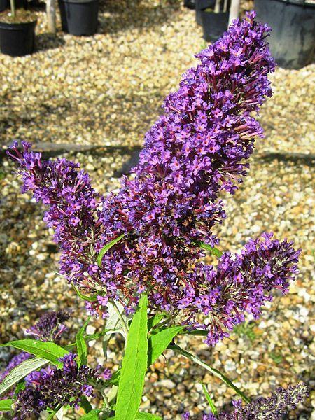 Photo of Butterfly Bush (Buddleja davidii English Butterfly™ Purple Emperor) uploaded by robertduval14