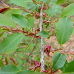 Location: Northeastern, Texas
Date: 2014-03-26
New growth in spring - one of the first trees to leaf out around 