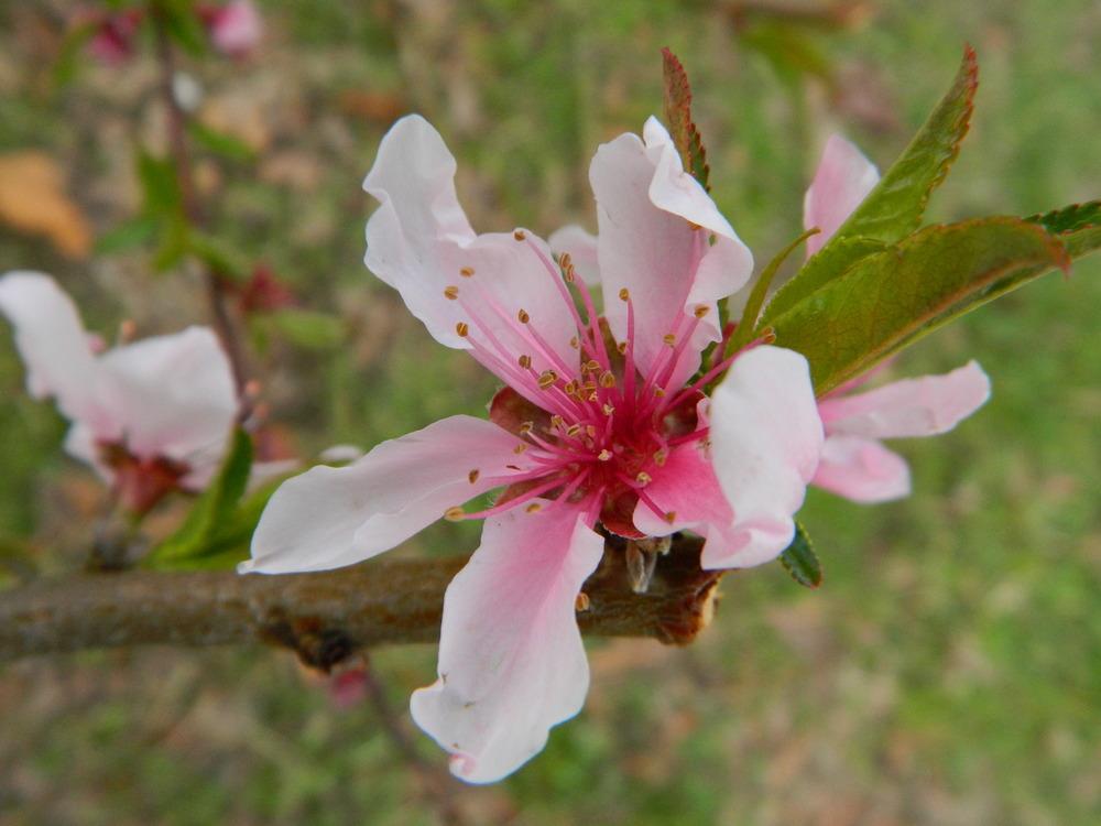 Photo of Peach (Prunus persica 'Elberta') uploaded by wildflowers