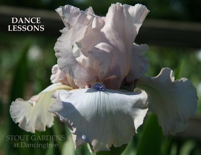 Photo of Tall Bearded Iris (Iris 'Dance Lessons') uploaded by Calif_Sue