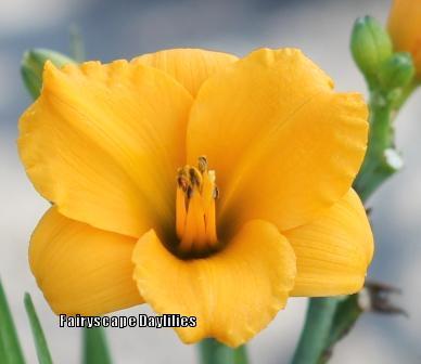 Photo of Daylily (Hemerocallis 'Little Gold Nugget') uploaded by Joy