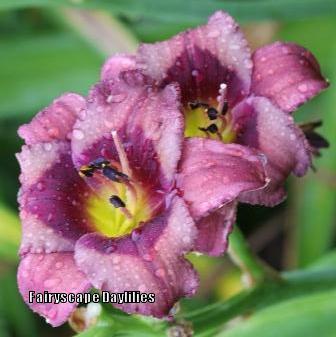 Photo of Daylily (Hemerocallis 'Purple Phantom') uploaded by Joy