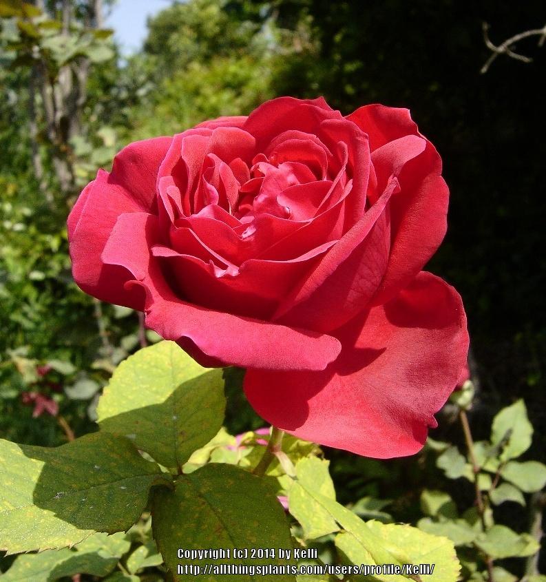 Photo of Hybrid Tea Rose (Rosa 'Mister Lincoln') uploaded by Kelli