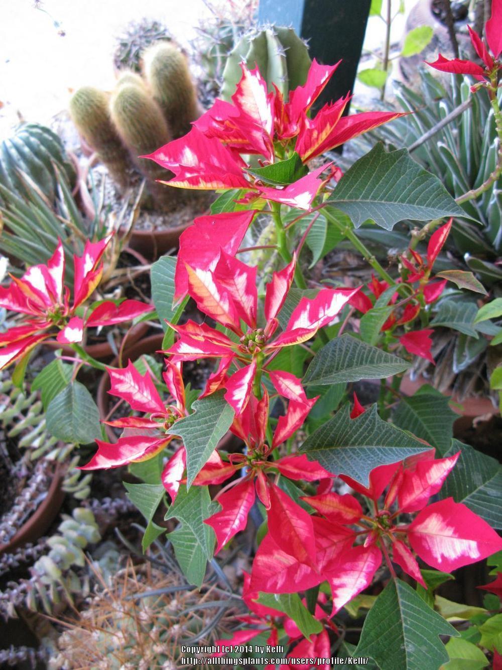 Photo of Poinsettia (Euphorbia pulcherrima) uploaded by Kelli