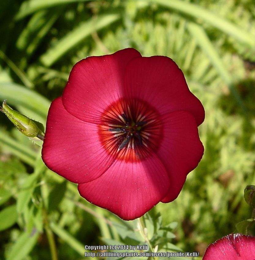 Photo of Scarlet Flax (Linum grandiflorum) uploaded by Kelli