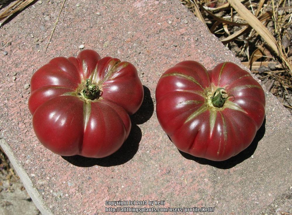 Photo of Tomato (Solanum lycopersicum 'Purple Calabash') uploaded by Kelli