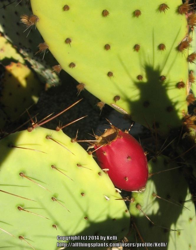 Photo of Engelmann's Prickly Pear Cactus (Opuntia engelmannii) uploaded by Kelli