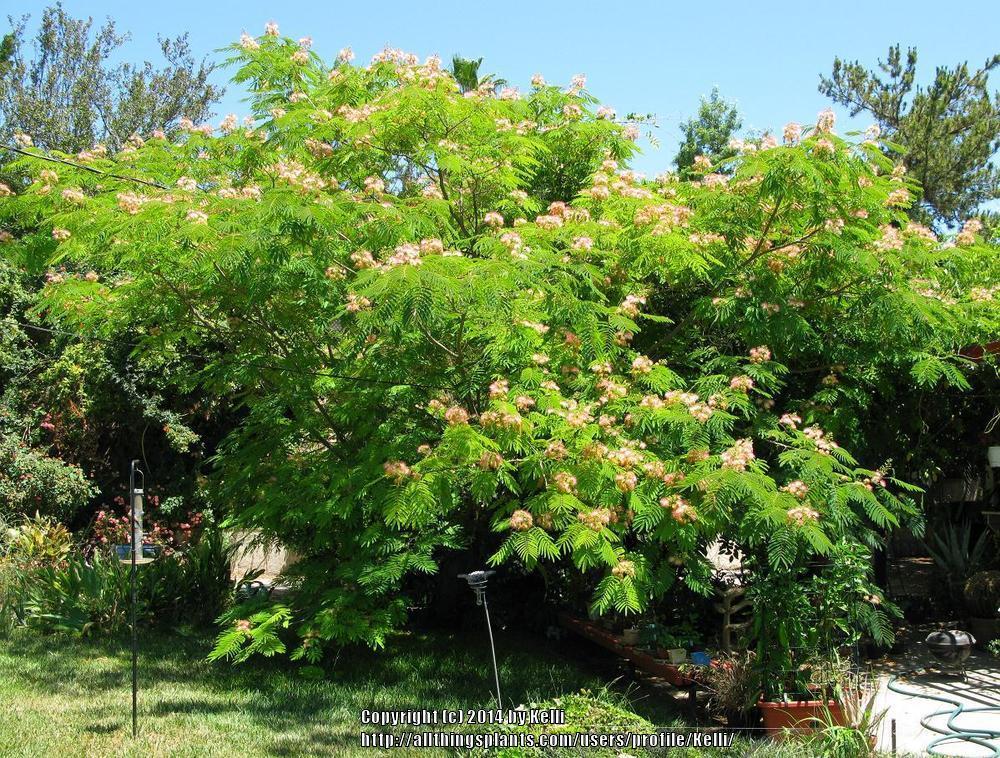 Photo of Mimosa Tree (Albizia julibrissin) uploaded by Kelli