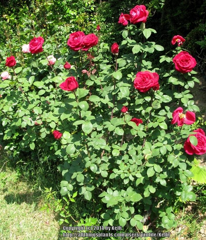 Photo of Hybrid Tea Rose (Rosa 'Mister Lincoln') uploaded by Kelli