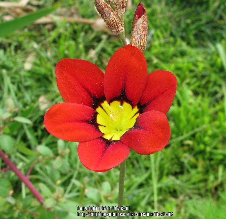 Photo of Harlequin Flower (Sparaxis tricolor) uploaded by Kelli