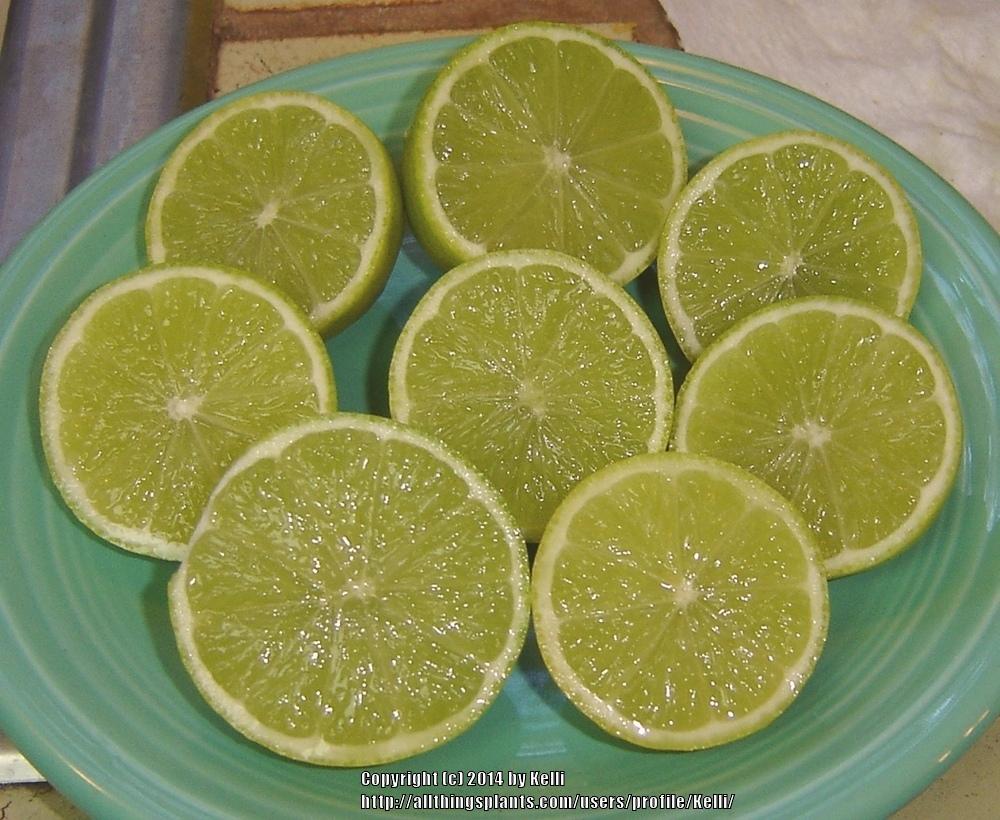 Photo of Persian Lime (Citrus x latifolia) uploaded by Kelli