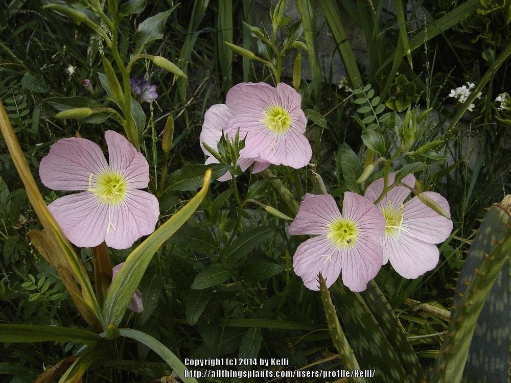Photo of Pink Evening Primrose (Oenothera speciosa) uploaded by Kelli