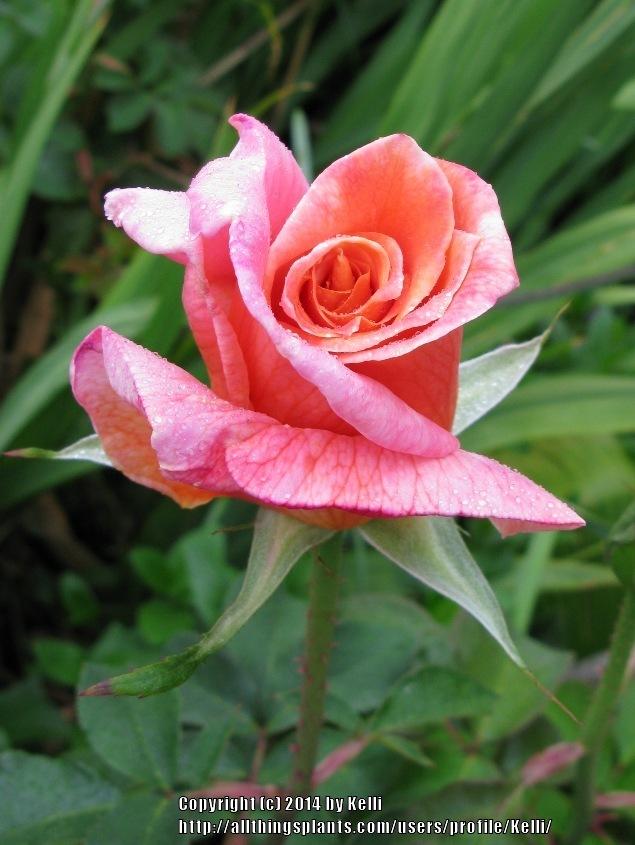 Photo of Rose (Rosa 'Mojave') uploaded by Kelli