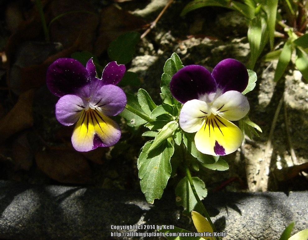 Photo of Johnny Jump-Up (Viola tricolor) uploaded by Kelli