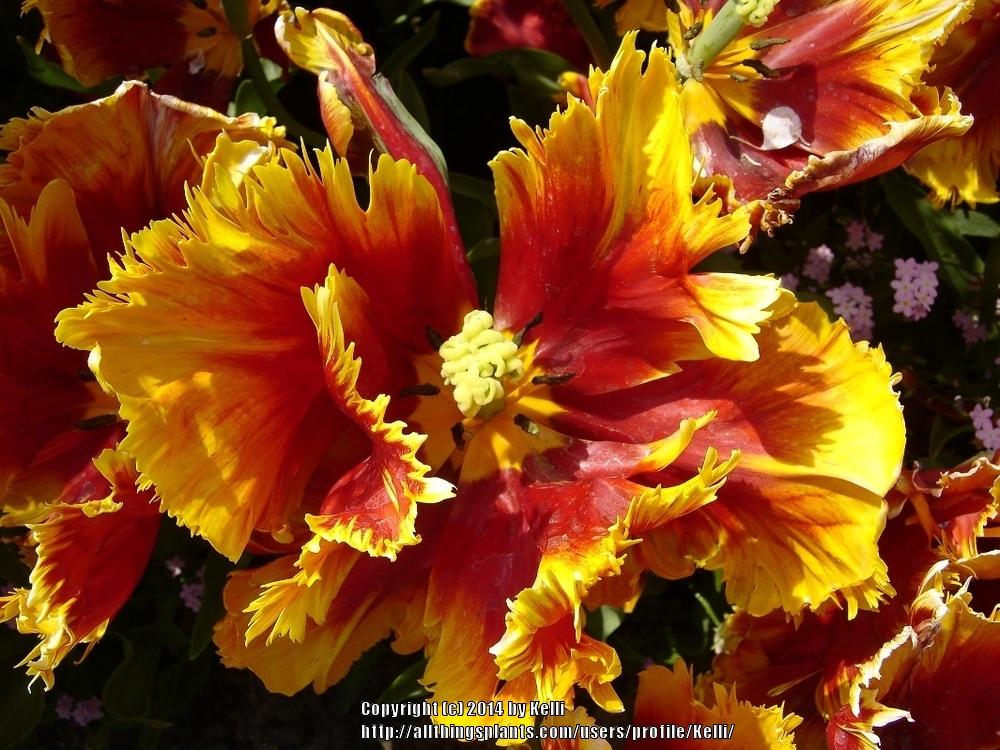 Photo of Parrot Tulip (Tulipa 'Bright Parrot') uploaded by Kelli