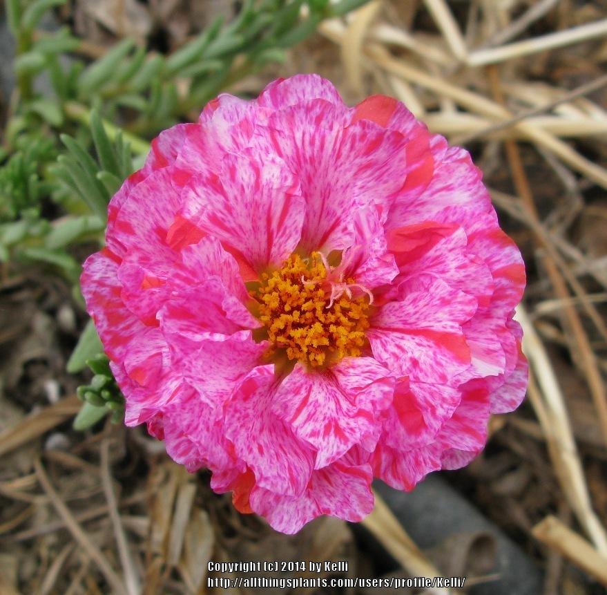 Photo of Moss Rose (Portulaca grandiflora) uploaded by Kelli