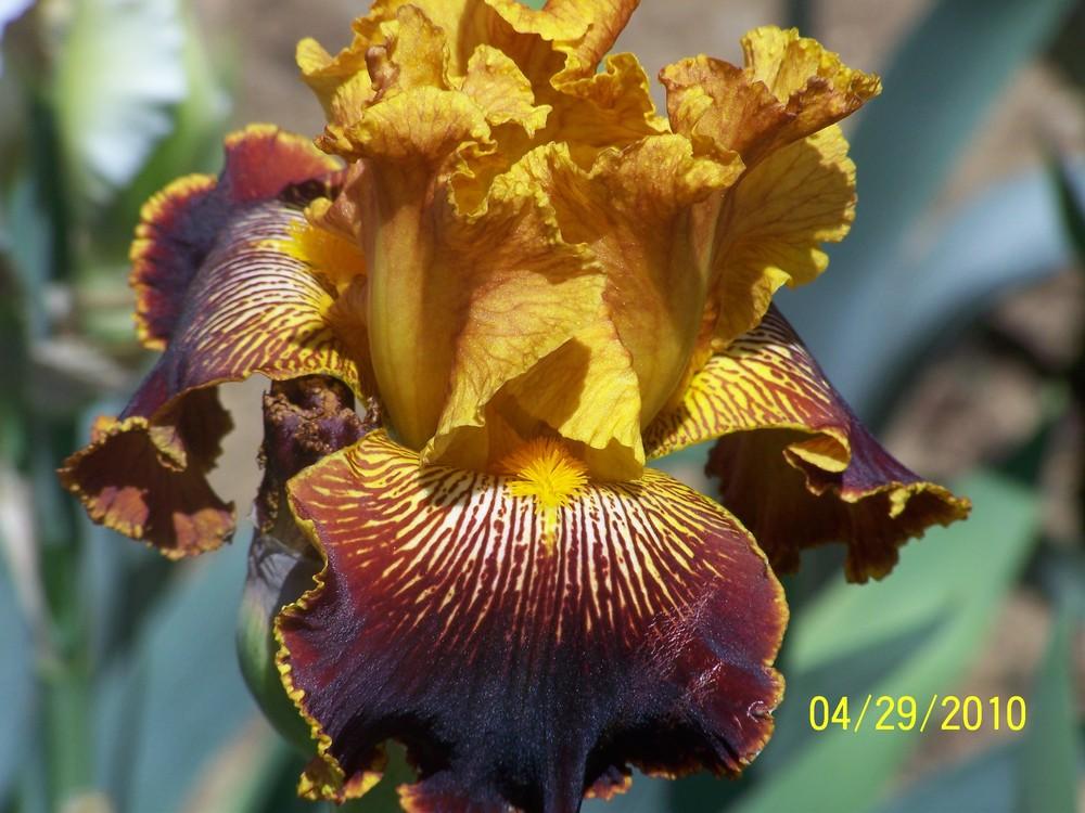 Photo of Tall Bearded Iris (Iris 'Michigan Pride') uploaded by Misawa77