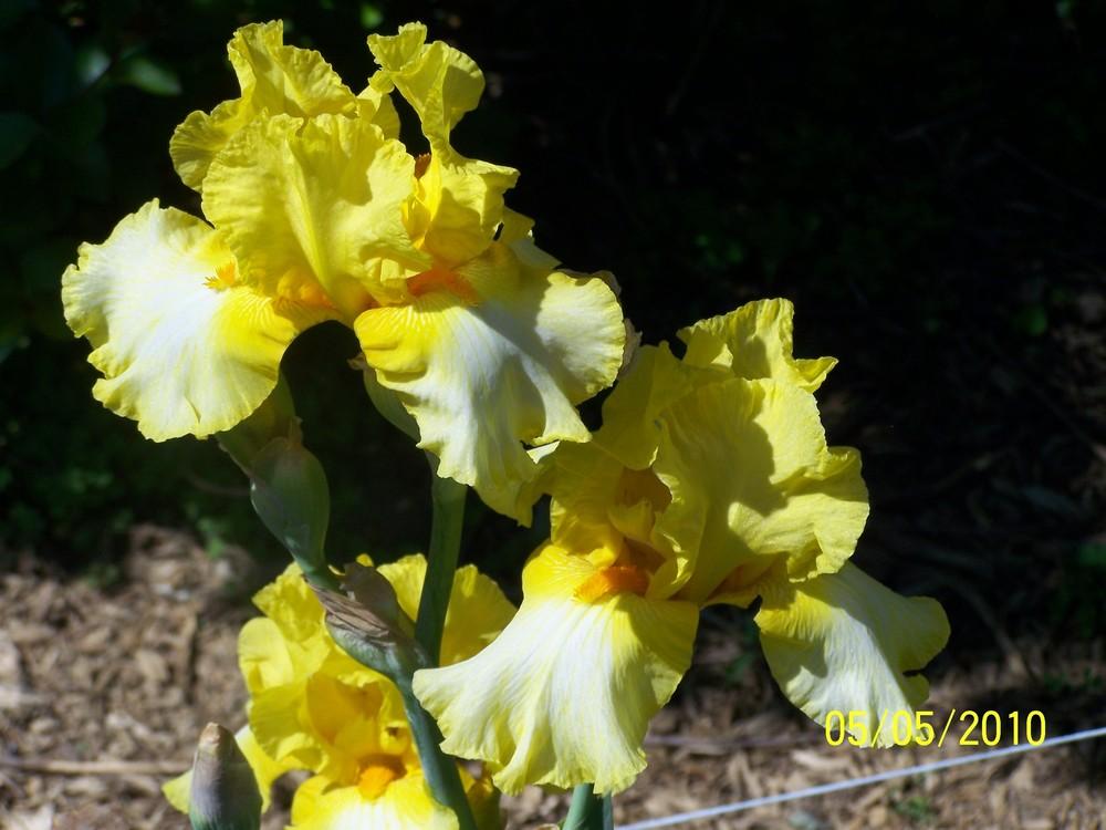 Photo of Tall Bearded Iris (Iris 'Gold Ring') uploaded by Misawa77