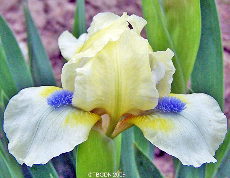 Photo of Standard Dwarf Bearded Iris (Iris 'Serenity Prayer') uploaded by TBGDN