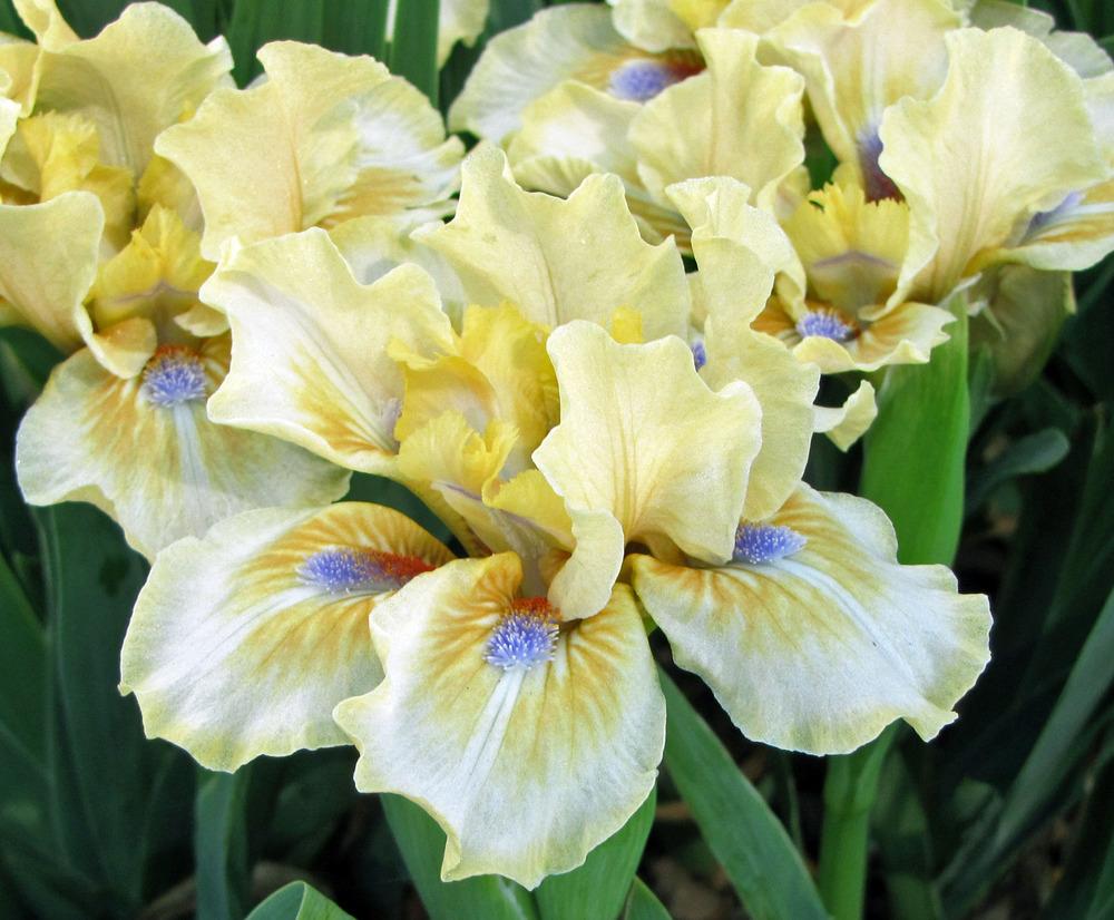 Photo of Standard Dwarf Bearded Iris (Iris 'Cachet') uploaded by TBGDN