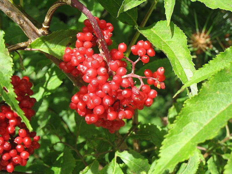 Photo of Red Elderberry (Sambucus racemosa) uploaded by robertduval14