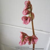 Bloom of a NOID Rhizomatous Begonia