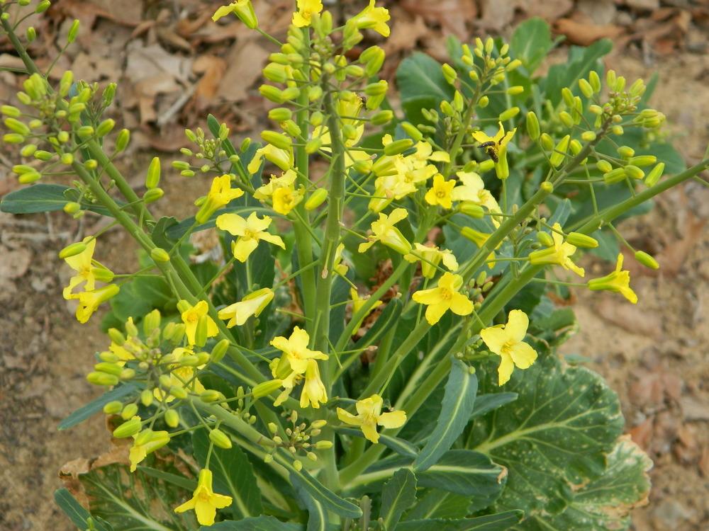 Photo of Collards (Brassica oleracea var. viridis 'Georgia') uploaded by wildflowers