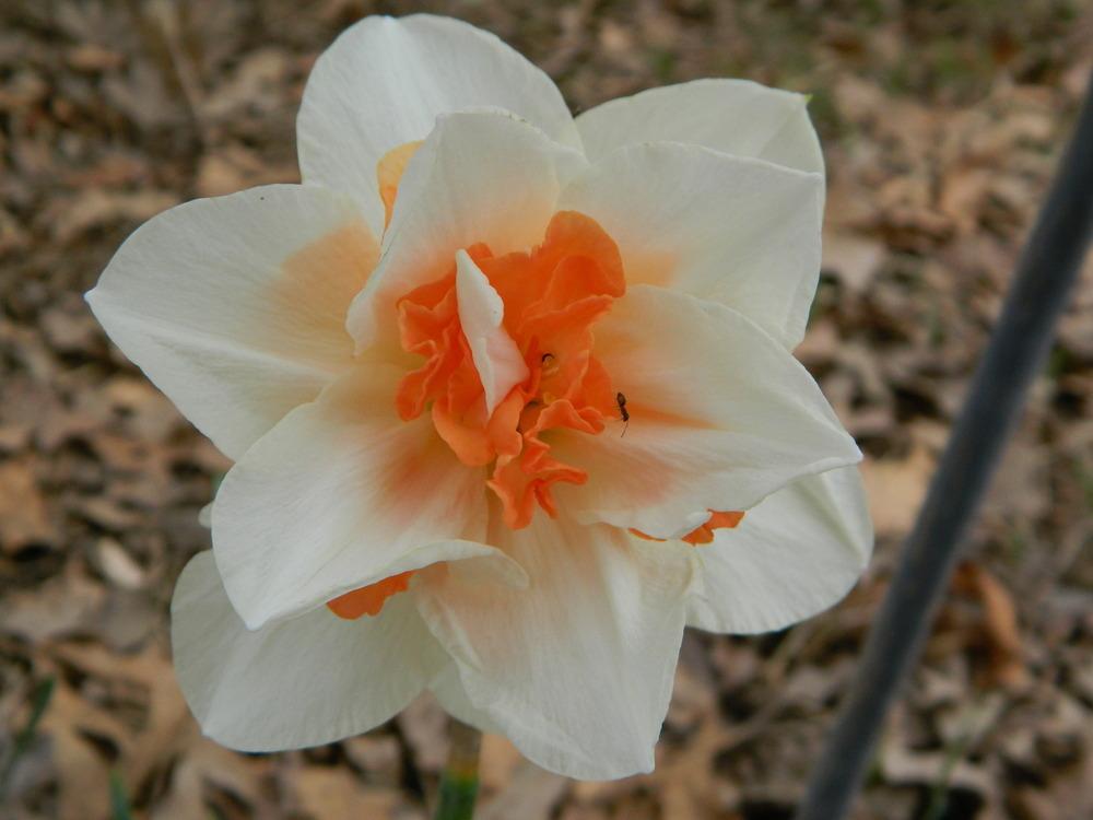 Photo of Daffodil (Narcissus 'Pink Mixed') uploaded by wildflowers