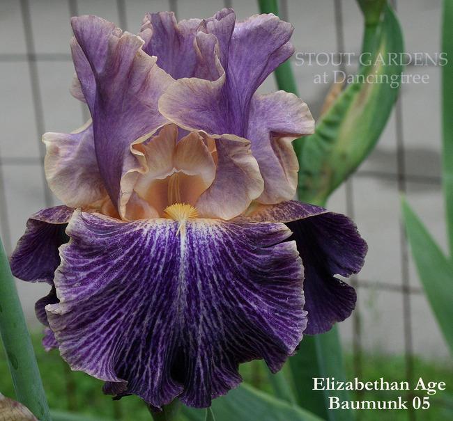 Photo of Tall Bearded Iris (Iris 'Elizabethan Age') uploaded by Calif_Sue