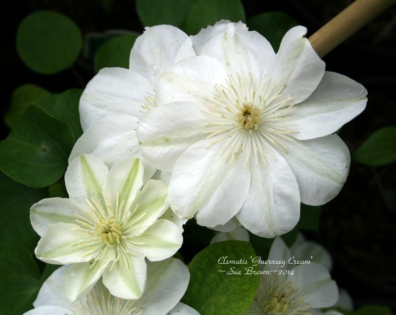 Photo of Clematis 'Guernsey Cream' uploaded by Calif_Sue