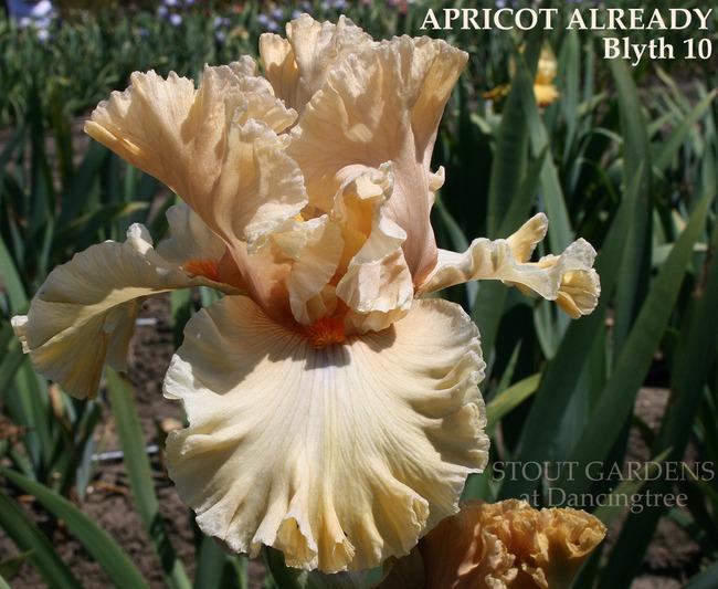 Photo of Tall Bearded Iris (Iris 'Apricot Already') uploaded by Calif_Sue