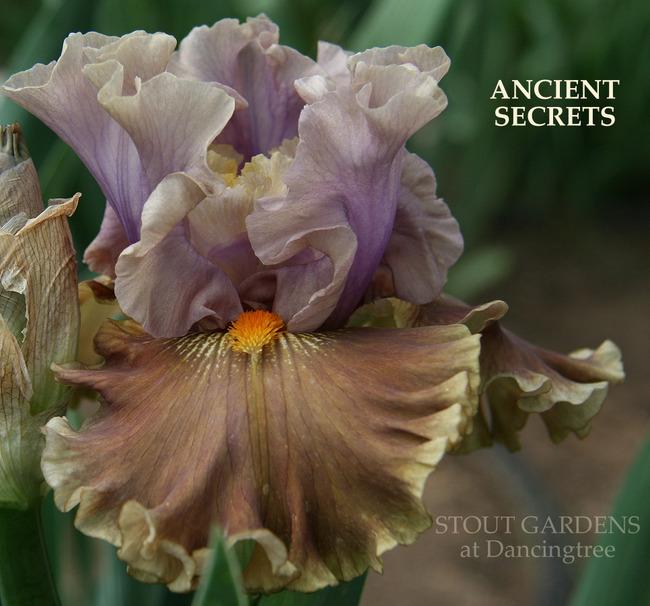 Photo of Tall Bearded Iris (Iris 'Ancient Secrets') uploaded by Calif_Sue