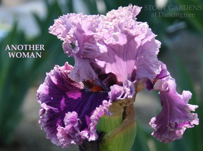Photo of Tall Bearded Iris (Iris 'Another Woman') uploaded by Calif_Sue