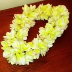 Location: Southwest Florida
Date: March 2014
a lei made out of Celadine blooms; this is the preferred lei-flow
