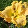 Photo Courtesy of Hillside Daylilies. Used with Permission