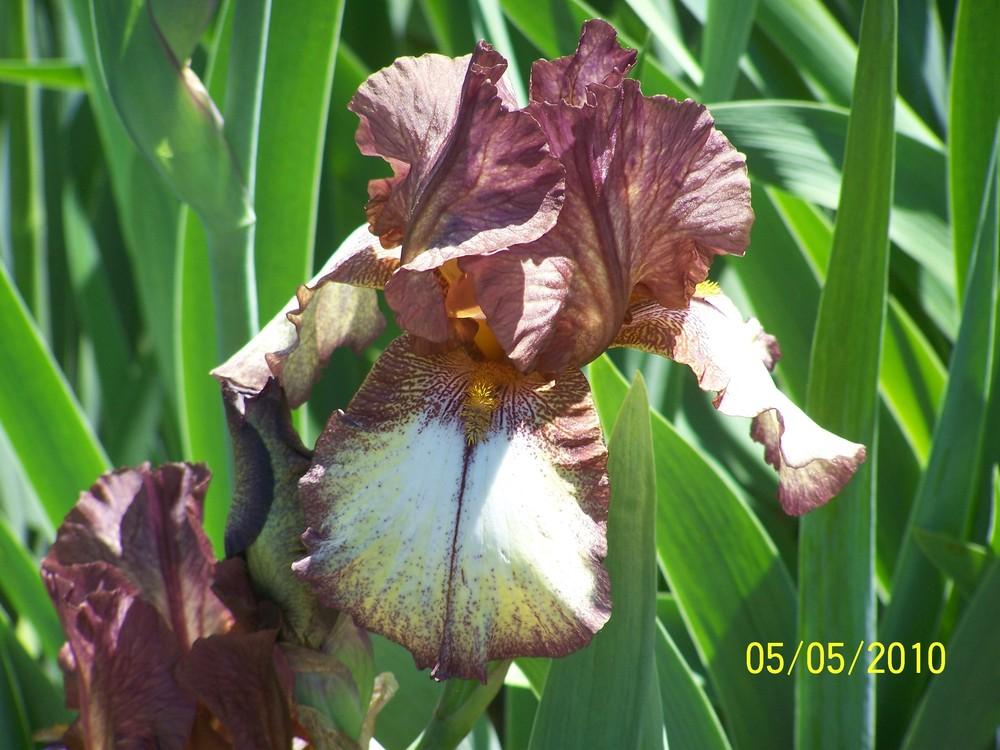 Photo of Tall Bearded Iris (Iris 'Burgundy Brown') uploaded by Misawa77