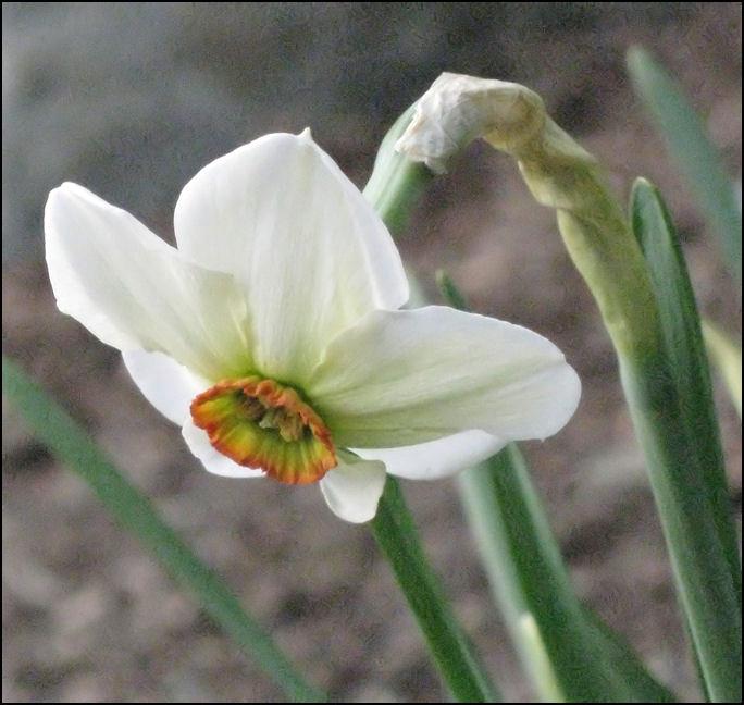 Photo of Poeticus Daffodil (Narcissus 'Angel Eyes') uploaded by Polymerous