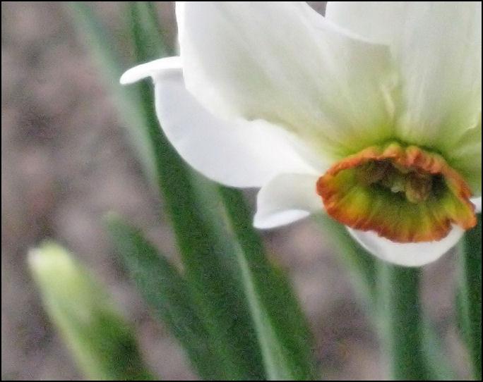 Photo of Poeticus Daffodil (Narcissus 'Angel Eyes') uploaded by Polymerous