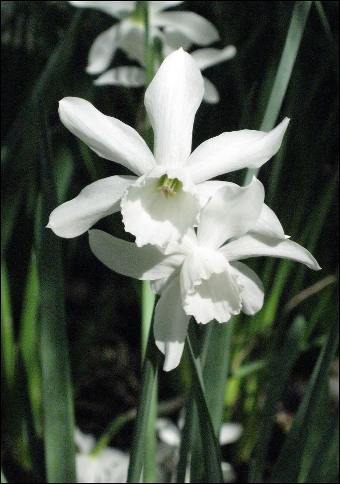 Photo of Triandrus Daffodil (Narcissus 'Thalia') uploaded by Polymerous