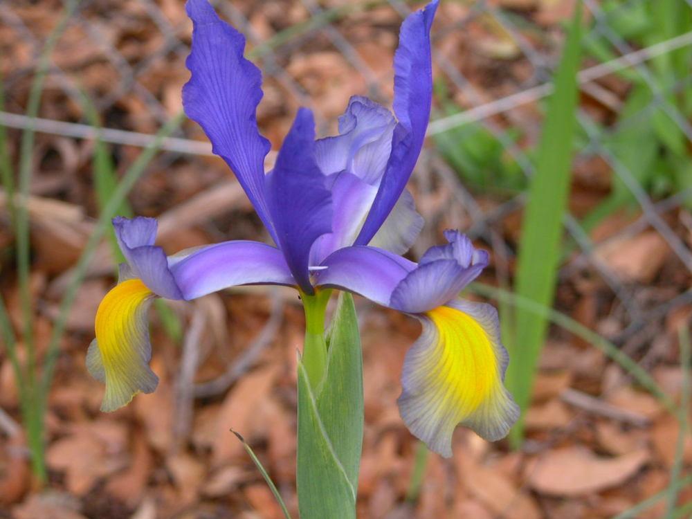 Photo of Dutch Iris (Iris 'Miss Saigon') uploaded by Seedfork