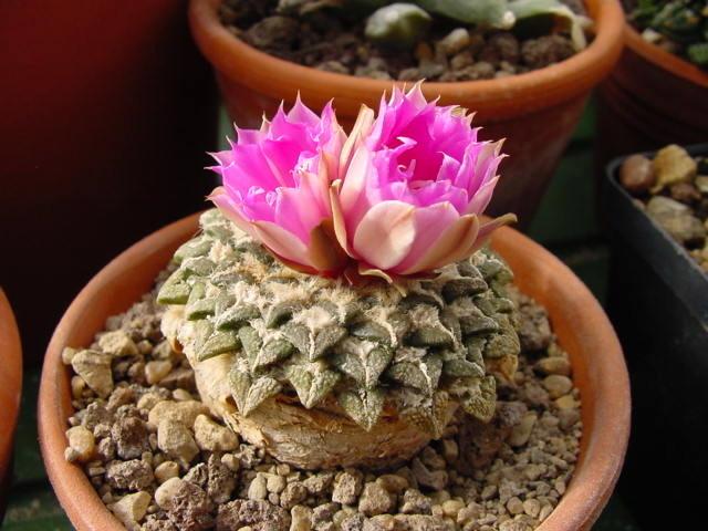 Photo of Living Stone Cactus (Ariocarpus kotschoubeyanus) uploaded by SongofJoy