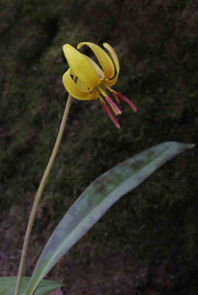 Photo of Trout Lily (Erythronium americanum) uploaded by robertduval14